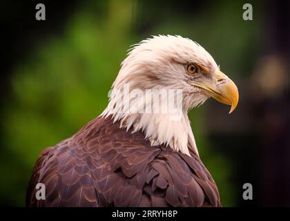 Der majestätische amerikanische Weißkopfadler Haliaeetus leucocephalus erhebt sich über den Rocky Mountains, einem Symbol der amerikanischen Freiheit. Stockfoto