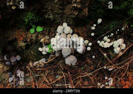 Kolonie von Pilzen der Art Coprinellus disseminatus der Familie Psathyrellaceae, auch bekannt als Fairy Inkcap, und Trooping Crumble Cap. Stockfoto