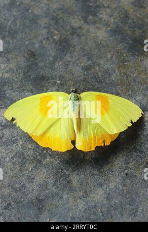 Phoebis Philea Philea Schmetterling, bekannt als Gelber Schmetterling, Edelstein-Schmetterling oder Herde Schmetterling, tot. Stockfoto