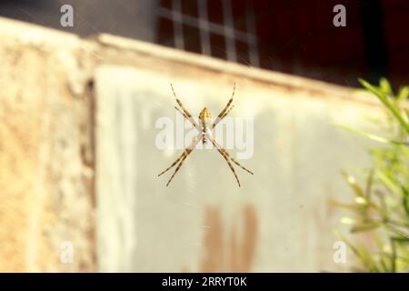 Junge Gartenspinne der Argiope Argentata-Art, die im Zentrum des Netzes als Silberspinne bekannt ist, in den Farben Gelb, Braun und Silber Stockfoto