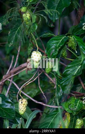 Nahaufnahme von indischen Maulbeeren, die an einem Baum hängen. Stockfoto