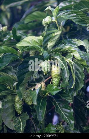 Nahaufnahme von indischen Maulbeeren, die an einem Baum hängen. Stockfoto