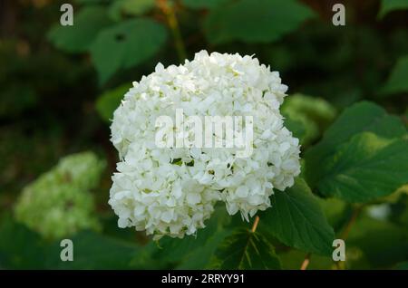 Weiße Hydrangea-Blume, die im Garten wächst. Québec, Kanada Stockfoto