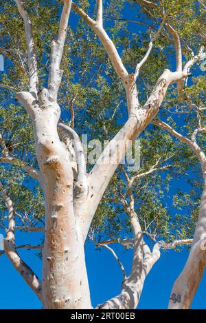 Ein ausgewachsener Red Gum Tree (Eucalyptus camaldulensis) in Zentralaustralien, Northern Territory Stockfoto