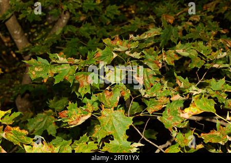 Pilze infizierte Ahornblätter. Québec, Kanada Stockfoto