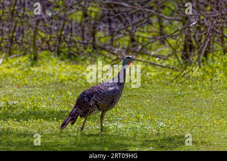 Der wilde truthahn (Meleagris gallopavo) auf der Wiese. Stockfoto