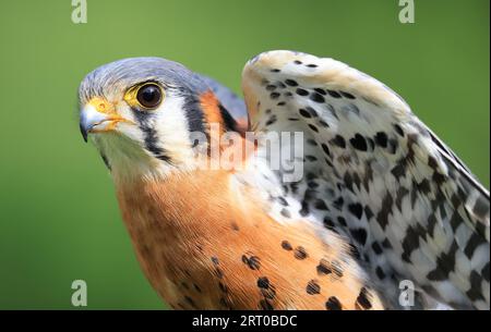 Nahaufnahme eines amerikanischen Kestrel, Montreal, Kanada Stockfoto