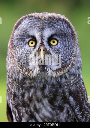 Great Grey Owl Portrait in the Forest, Quebec, Kanada Stockfoto