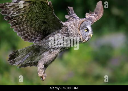 Great Grey Owl fliegt im Wald, Quebec, Kanada Stockfoto