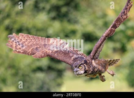 Großhornkauze im Flug, Quebec, Kanada Stockfoto