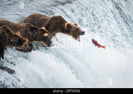 Rote Sockeye Lachse springen die Brooks Falls hinauf in den offenen Mund eines Braunbären. Katmai-Nationalpark. Alaska. Stockfoto