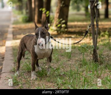 Bullterrier, der an einem Baum an einer Leine in den Park gebunden ist. Stockfoto