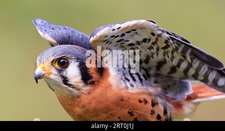 Nahaufnahme eines amerikanischen Kestrel, Montreal, Kanada Stockfoto