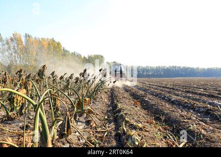 Landwirte verwenden Maschinen zur Ernte von Taro, LUANNAN COUNTY, Provinz Hebei, China Stockfoto