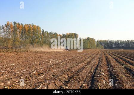 Landwirte verwenden Maschinen zur Ernte von Taro, LUANNAN COUNTY, Provinz Hebei, China Stockfoto