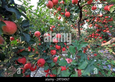 Reife rote Fuji-Äpfel auf Ästen in einer Obstplantage, LUANNAN COUNTY, Provinz Hebei, China. Stockfoto