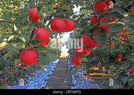 Reife rote Fuji-Äpfel auf Ästen in einer Obstplantage, LUANNAN COUNTY, Provinz Hebei, China. Stockfoto