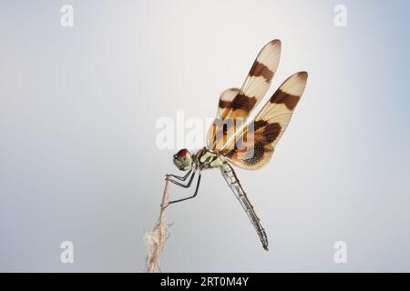 Die Libelle wurde als Halloween Wimpel (Celithemis eponina) im Everglades National Park, Florida, USA, identifiziert Stockfoto
