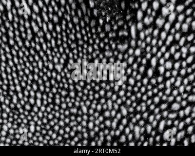 Sporenabdruck von Rosy conk (Fomitopsis cajanderi, Synonyme Fomitopsis subrosea und Fomes subrosea) unter einem Kleinleistungsmikroskop Stockfoto