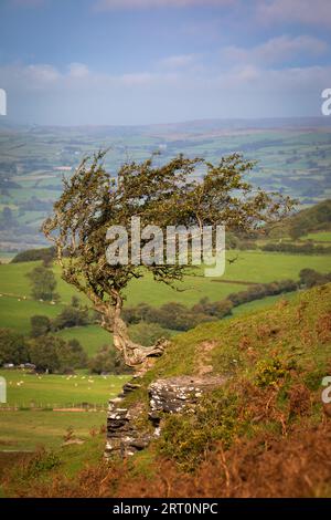 Einsamer Baum in Hay Bluff, Wales, Großbritannien Stockfoto