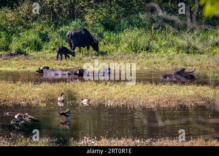 September 2023 Erlensee, Deutschland: Ruhewasserbüffelherde (Bubalus bubalis). Die Tiere werden als natürliche Rasenmäher in einem geschützten Gebiet von der verwendet Stockfoto