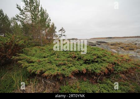 Kriechender sibirischer wacholder (Juniperus sibirica) bildet sich aufgrund starker Winde und dünner Böden. Inseln von Onega Bay, Weisses Meer Stockfoto