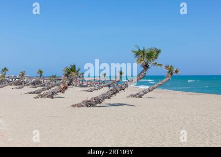 Die anliegenden Palmen am Strand von Le Barcares, Südfrankreich. Stockfoto