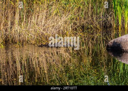 Entlein im Schilf. Brut von (Aythya fuligula) Stockfoto