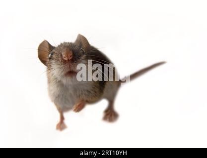 Die freche Maus stößt in die Linse. Mäuse sind die stärksten Schädlinge auf dem Bauernhof. Das ist die wilde Gelbhalsmaus (Apodemus flavicollis), aber sie kommt in den Farmer Stockfoto