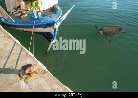 Grüne Meeresschildkröte schwimmt in der Nähe eines Fischerbootes in Argostoli, Kefalonia, Griechenland Stockfoto