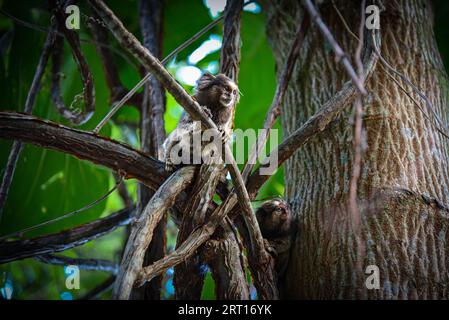 Weißgetuftete Murmeln (Callithrix jacchus) an Bäumen in Rio de Janeiro, Brasilien Stockfoto