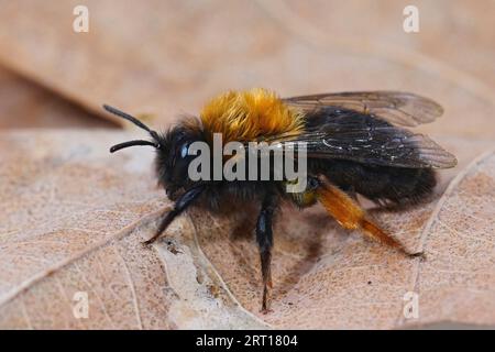 Natürliche Nahaufnahme einer Clarke-Bergbaubiene, Andrena clarkella, die auf Holz sitzt Stockfoto