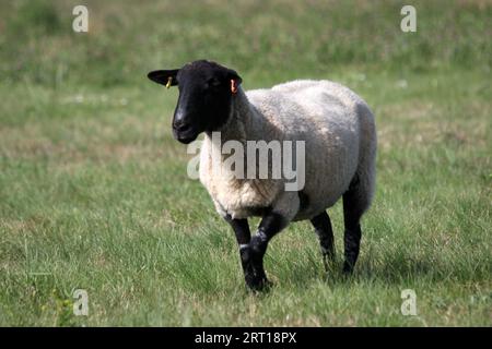 Ein einsames Schaf auf einem Feld in West Sussex England Stockfoto