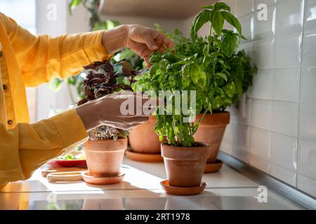 Frau nimmt Basilikumblätter von der Pflanze im Topf zu Hause für die Zubereitung von Essen, Hände nah an. Stockfoto