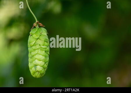 Centennial Hopfenblume Stockfoto