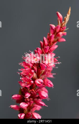 Bistorta amplexicaulis (roter Bistort) Stockfoto