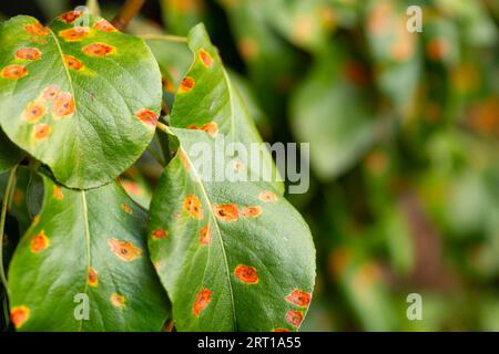 Gymnosporangium sabinae (Europäische Birnenrost) an Birnenblättern Stockfoto
