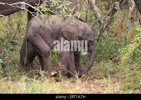 Afrikanischer Elefant (Loxodonta africana), Young, Sabi Sand Game Reserve, Kruger National Park, Südafrika, Afrika Stockfoto