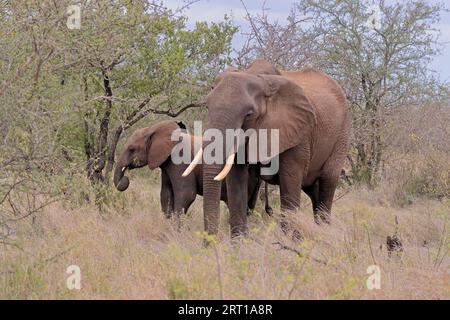 Afrikanischer Elefant (Loxodonta africana), Erwachsener, Weibchen, Mutter, Junge, Foraging, Kruger National Park, Südafrika Stockfoto