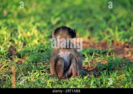 Bär-Pavian, Chacma-Pavian (Papio ursinus), jung, sitzend, auf dem Boden, wachsam, Kruger-Nationalpark, Südafrika Stockfoto