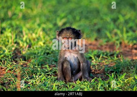 Bär-Pavian, Chacma-Pavian (Papio ursinus), jung, sitzend, auf dem Boden, wachsam, Kruger-Nationalpark, Südafrika Stockfoto