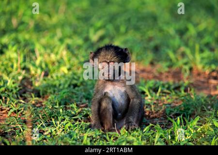 Bär-Pavian, Chacma-Pavian (Papio ursinus), jung, sitzend, auf dem Boden, wachsam, Kruger-Nationalpark, Südafrika Stockfoto