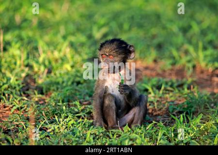 Bär Pavian, Chacma Pavian (Papio ursinus), jung, sitzend, auf dem Boden, mit Nahrung, Alert, Kruger-Nationalpark, Südafrika Stockfoto
