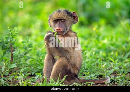 Bär Pavian, Chacma Pavian (Papio ursinus), jung, sitzend, auf dem Boden, mit Nahrung, Fütterung, Alarm, Kruger-Nationalpark, Südafrika Stockfoto