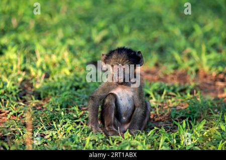 Bär-Pavian, Chacma-Pavian (Papio ursinus), jung, sitzend, auf dem Boden, wachsam, Kruger-Nationalpark, Südafrika Stockfoto
