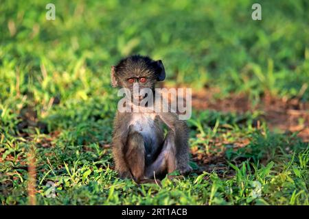 Bär-Pavian, Chacma-Pavian (Papio ursinus), jung, sitzend, auf dem Boden, wachsam, Kruger-Nationalpark, Südafrika Stockfoto