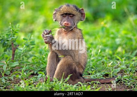 Bär Pavian, Chacma Pavian (Papio ursinus), jung, sitzend, auf dem Boden, mit Nahrung, Fütterung, Alarm, Kruger-Nationalpark, Südafrika Stockfoto