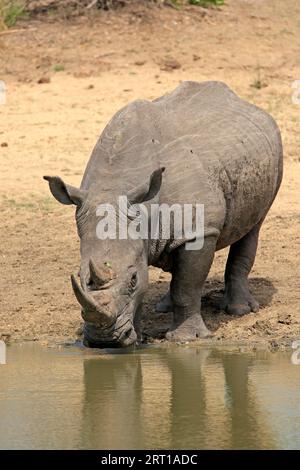 Weißes Nashorn (Ceratotherium simum), Erwachsener, im Wasser, Trinken, Sabi Sand Game Reserve, Kruger National Park, Südafrika Stockfoto