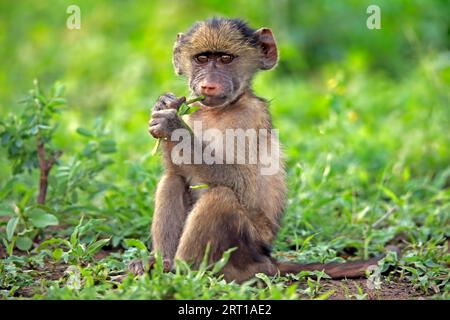 Bär Pavian, Chacma Pavian (Papio ursinus), jung, sitzend, auf dem Boden, mit Nahrung, Fütterung, Alarm, Kruger-Nationalpark, Südafrika Stockfoto