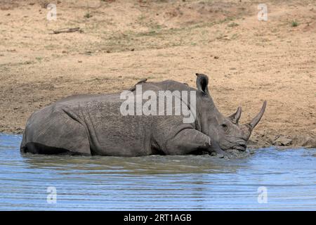 Weißes Nashorn (Ceratotherium simum), Erwachsener, im Wasser, Baden, Sabi Sand Game Reserve, Kruger National Park, Südafrika Stockfoto